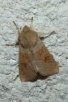 Orthosia miniosa