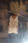 Cerastis rubricosa