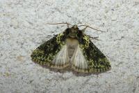 Polyploca ridens