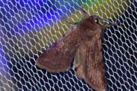 Cerastis rubricosa