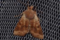 Spudaea ruticilla