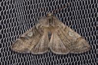 Achlya flavicornis