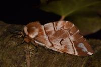 Endromis versicolora