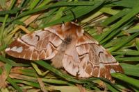 Endromis versicolora