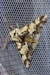 Biston strataria