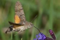 Macroglossum stellatarum