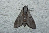 Hyloicus maurorum/pinastri