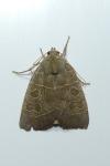 Ipimorpha subtusa