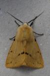 Spilarctia lutea