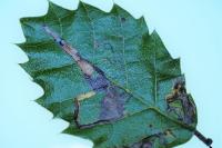 Ectoedemia heringella