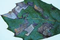 Ectoedemia heringella