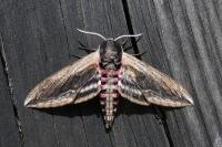 Sphinx ligustri