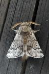 Thaumetopoea pityocampa