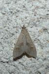 Mecyna asinalis