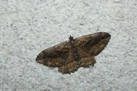 Philereme transversata