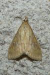 Ostrinia nubilalis/scapulalis