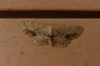 Idaea dimidiata