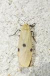 Lithosia quadra