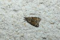 Eudonia mercurella