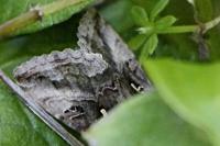 Autographa gamma