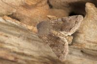 Orthosia incerta