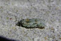 Acleris literana