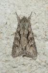 Xylocampa areola