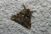 Lycia hirtaria