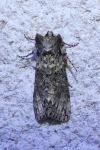 Polyploca ridens