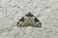 Xanthorhoe fluctuata