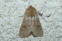 Orthosia miniosa
