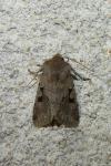 Orthosia gothica
