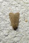 Orthosia cruda