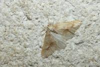 Phigaliohybernia marginaria