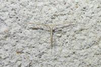 Emmelina argoteles/monodactyla