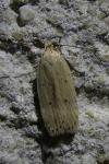 Agonopterix pallorella