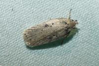 Agonopterix scopariella