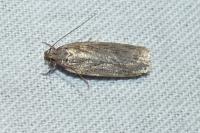 Depressaria