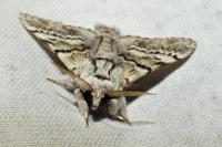 Drymonia ruficornis