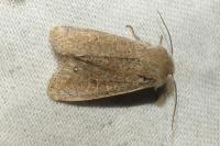 Orthosia cruda