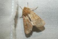 Orthosia miniosa