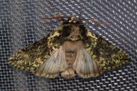 Polyploca ridens