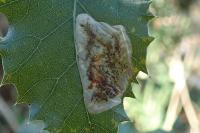 Phyllonorycter belotella