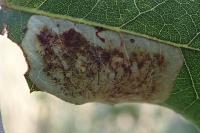 Phyllonorycter belotella