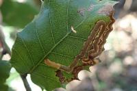 Stigmella suberivora