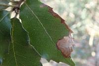 Stigmella suberivora