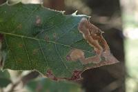 Stigmella suberivora