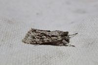 Xylocampa areola