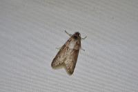 Tortricodes alternella