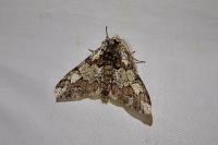 Biston strataria